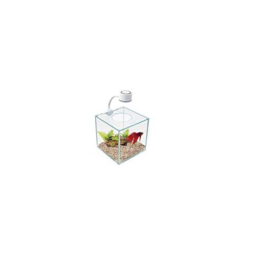 Marina CUBUS Glass Betta Kit Elegant Glass Aquarium for Homes or Offices
