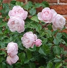 Generic Fresh 100pcs Rose Flower Seeds for Planting Baby Pink