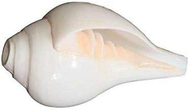 White Puja Blowing Shankh Conch Shell Hindu Religion Pooja Use 6 Inches