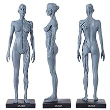 Dental New Female Anatomical Anatomy Skull Head Body Model Muscle Bone (30cm) Height