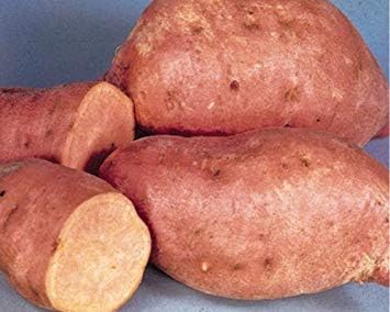 Centennial Sweet Potato Plants/Slips - America's Most Popular Sweet Potato, Good for Short-Season Areas. (1, 25 Slips)
