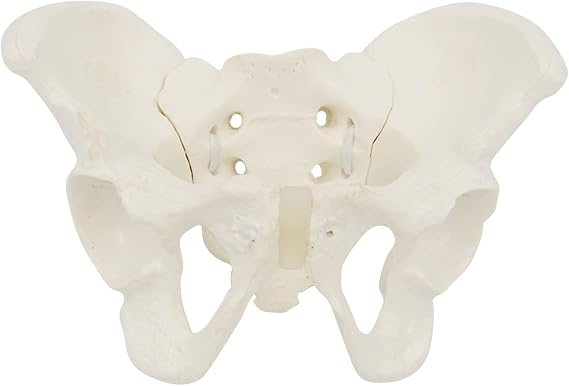 Mini Size Female Pelvis Model, Flexible Anatomy Model, Hip Bone Pelvic Anatomical Model for Science Education Midwife, 15x13x7cm