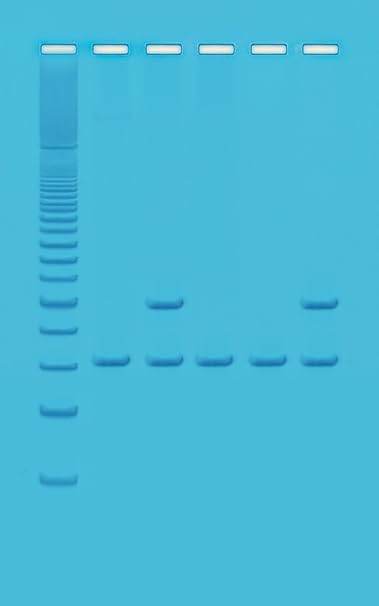 Edvotek 333 PCR Based Alu-Human DNA Typing