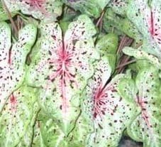 (10) Spectacular Miss Muffet Dwarf Caladium Bulbs, Root, Plant starts