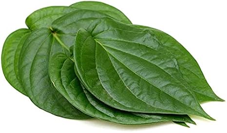 Paan Betel Leaf Piper Betel (25)