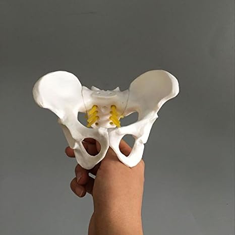 Female Pelvis Skeleton Bone Model - Anatomical Human Medical Anatomy Small Size Teaching