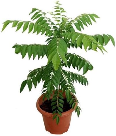 100Pcs Green Curry Leaves Plant Seeds