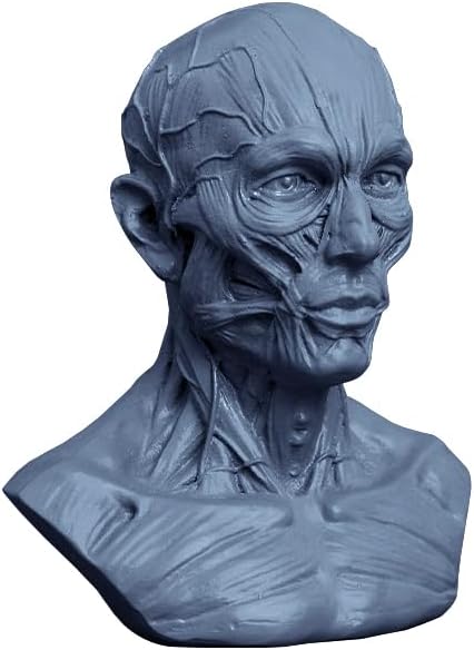 Resin Head Model for Sketching, Head Anatomy Drawing Practice Tools, Head Muscle Structure Sculpture, Anime Models Decor Displays (Grey)