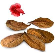 SunGrow 10 Indian Almond (Catappa) Leaves 8 for Betta Fish Natural Aquarium Water Conditioner, Adds Tannins, Lowers pH, Fin Growth and Enhances Color, Stress Relief, Water Softening Treatment