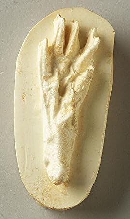 Muskrat Track Replica