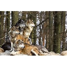 Wolf Wall Art Poster Modern Farmhouse Home Office Room Decor Western and Native American Cabin Decor Wolves Wild Animal Resting Forest Nature Man Cave Pictures Cool Wall Art Print Poster 18x12