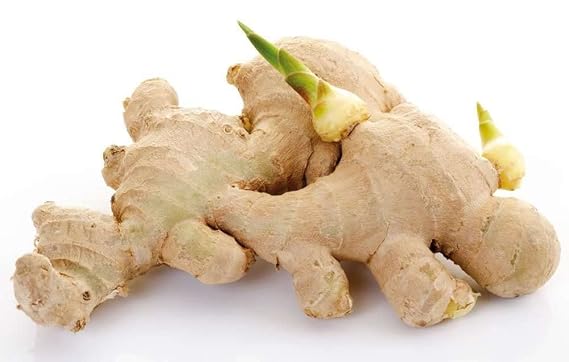 10 Live Fresh Rhizomes of Heirloom Peruvian Ginger (Zingiber officinale) for Growing and Eating by Greenhouse PCA