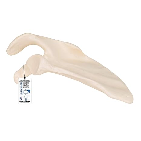 3B Scientific A45/4 Scapula - 3B Smart Anatomy