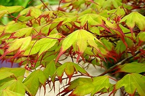 Tsuma Gaki Japanese Maple 2 - Year Tree