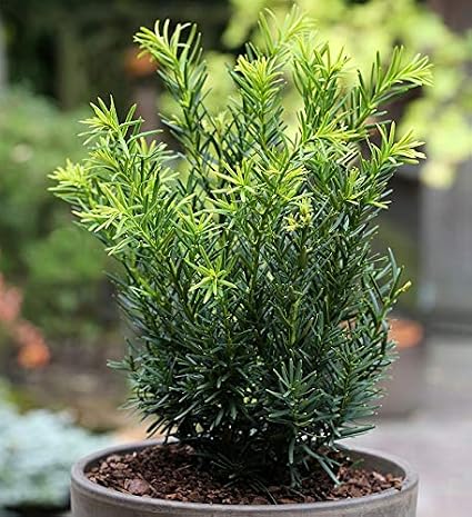 Japanese Dwarf Grater Lescow 20-25 cm - Taxus cuspidata