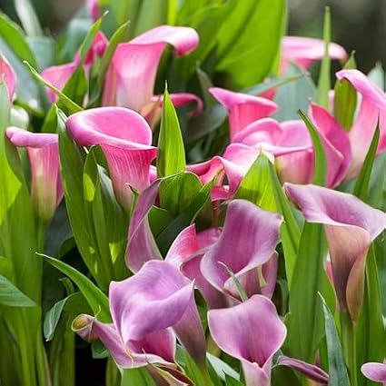Grape Velvet & Garnet Glow Calla Lily Bulbs - Versatility, Long Lasting Blooms, Perennial Zantedeschia Calla Lily Flower Bulbs for Planting - Easy to Grow & Low Maintenance (4 Pack)