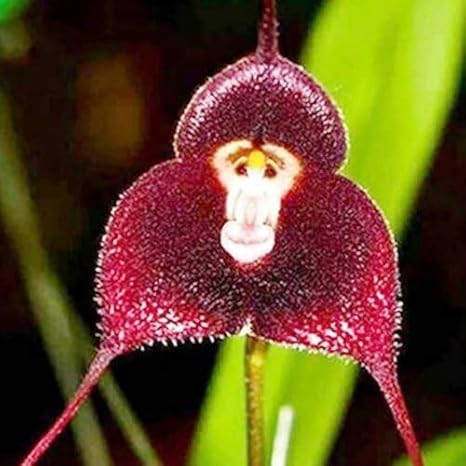100pcs red Monkey face Orchid Flower Seeds