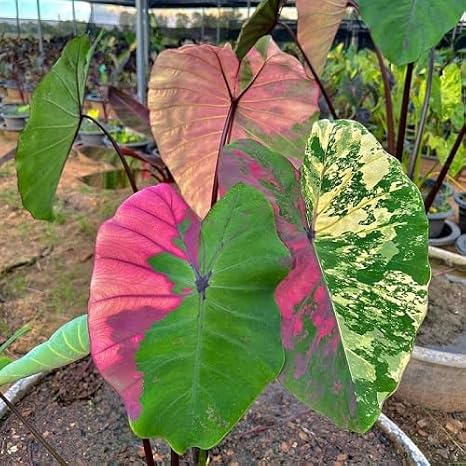 100Pcs Mixed colocasia Plant Seeds