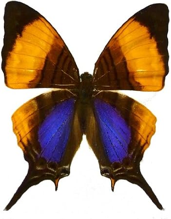 Mounted Violet Daggerwing Butterfly Table Top Display (4" x 4" x 5.5")