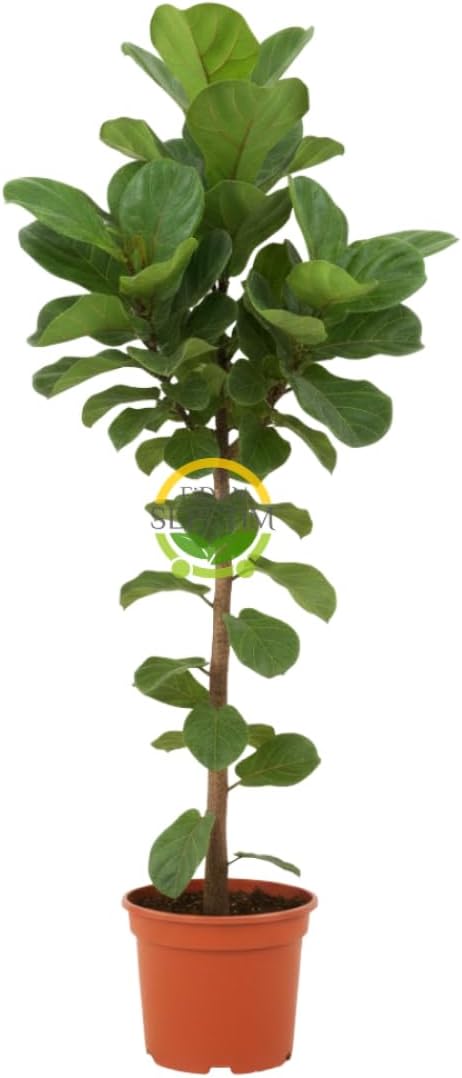 Fidan Sepetim Keman Yapraklı Kauçuk Bitkisi 'Ficus Lyrata' 100cm