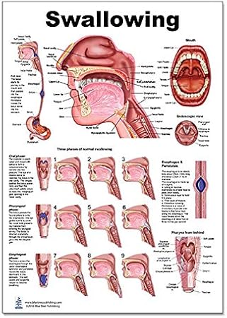Blue Tree Publishing Anatomy posters For SLP (Swallowing 12x17)