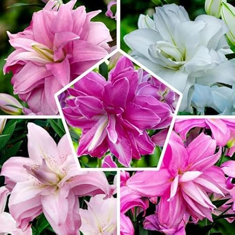 Hardy Perennial Lilies Bulbs - Oriental Lotus Mix - Pack of 10 Exclusive bulbs from Holland for garden and pot (large tubers no seed not artificial)