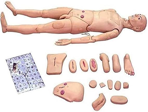 Human Anatomy Model, Male and Female Interchangeable Training Cardiopulmonary Resuscitation Simulator for Medical Nursing Education and Teaching