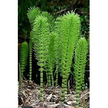 Horsetail Plant Cuttings to Grow - Equisetum - Great Aquatic Feature, Koi Pond Aquascape (10 Cuttings)
