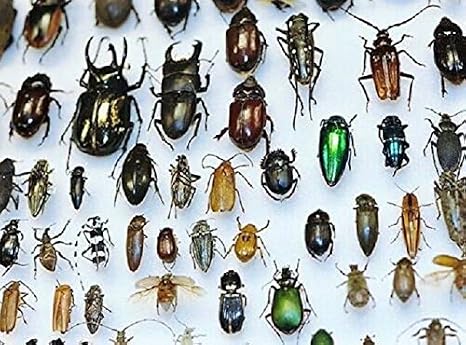 Lot of 10 Beetles Bugs Insects Wholesale Mix Entomology