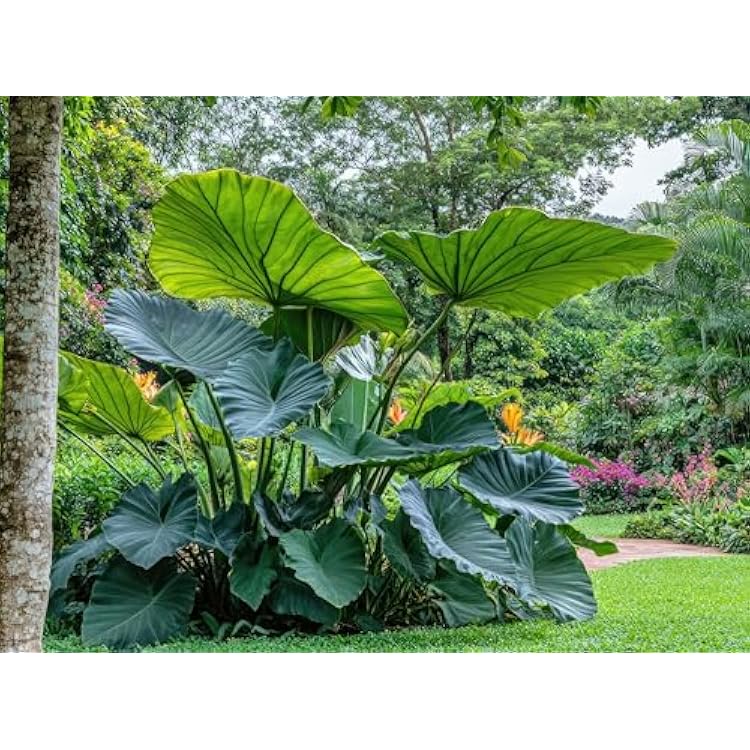 3 Giant Upright Elephant Ear Bulbs for Planting - Huge Leafs That Grow Tall - Colocasia 3 Bulbs