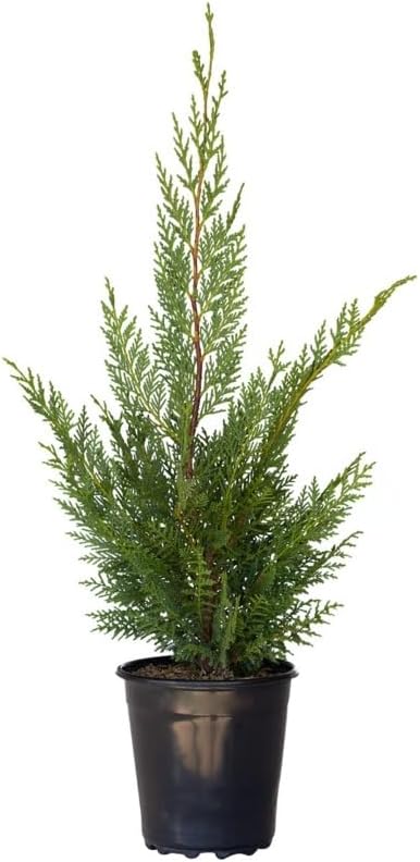 Plants by Mail 2.5 Quart - Leyland Cypress Tree, Green