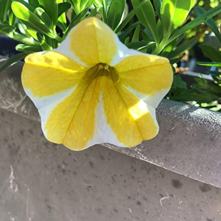 CHUXAY GARDEN Calibrachoa Superbells Lemon Slice 100 Seeds Rare Hybrid Flowering Plant Hardy Lemon Calibrachoa Petunia Lovely Flowers Grows in Garden and pots Striking Landscaping Plant