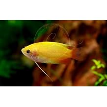 Swimming CreaturesTM 3 Dwarf Honey Yellow Gourami (Trichogaster chuna) Freshwater Aquarium Fish (Size Approx. 0.5"-1")