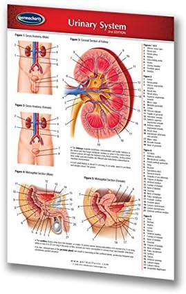Urinary System Guide - Medical Pocket Chart - Quick Reference Guide by Permacharts