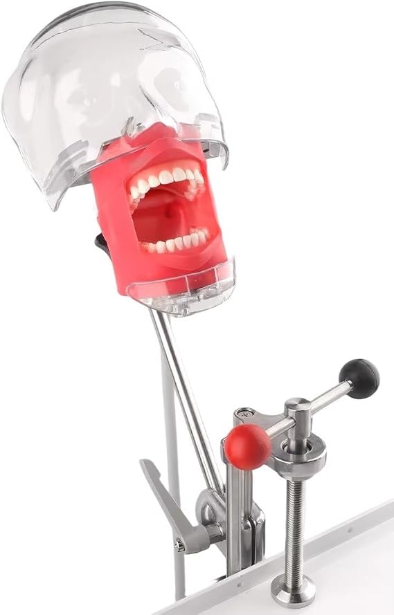 Dental Simulator Nissin Manikin Phantom Head Dental Phantom Head Model with Bench Mount for Dentist Education