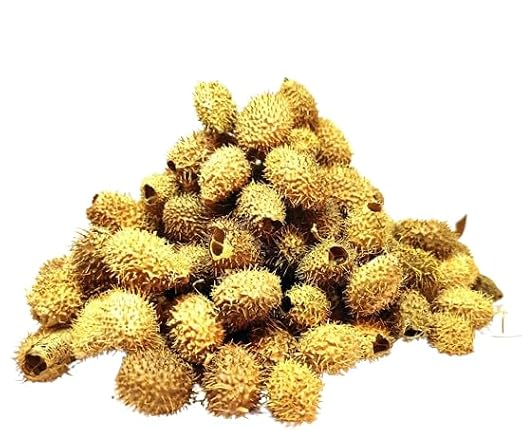 My God Gift Bindal Doda - Devdali - luffa echinata (200 GM)