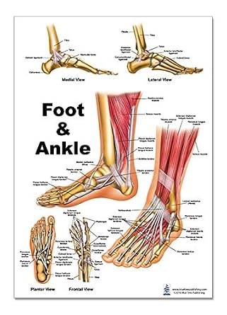 Blue Tree Publishing Foot and Ankle Anatomical Poster, size 12Wx17T