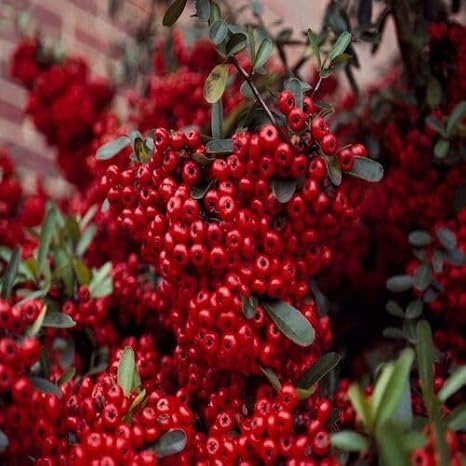 100pcs red Pyracantha Fruit Seeds