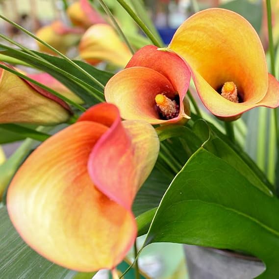 Flame Calla Lilies Flower Bulbs - 3 Lily Bulbs per Pack - Attracts Butterflies and Hummingbirds - Deer Resistant - Good as Cut Flowers - Grows Well In Containers - Perennializing - Live Outdoor Garden