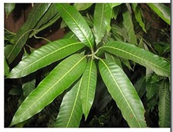 Buy A Pack of 25 Fresh Mango Leaves Get 5 Free! Makes Delicious Tea