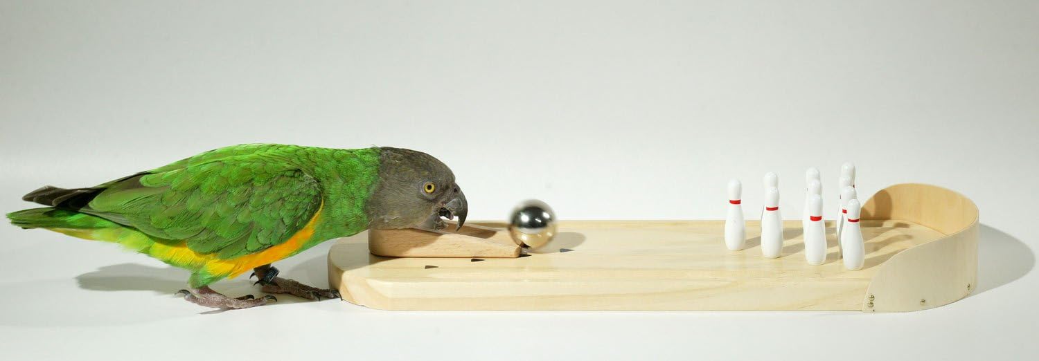 Parrot Wizard Birdie Bowling Trick Training Prop