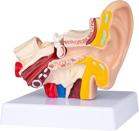 Human Anatomy 1.5x Ear Anatomical Model - 3D Inner Ear Model