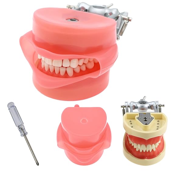 Dental Typodont Model Teaching Study Compatible with Kilgore Nissin 32 Removable Teeth and Simulation Cheek