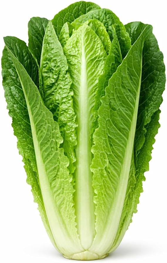 Parris Island Romaine Lettuce Seeds Crisp Upright Heads, Heat-Tolerant Heirloom Variety for Home Gardens, Raised Beds & Containers