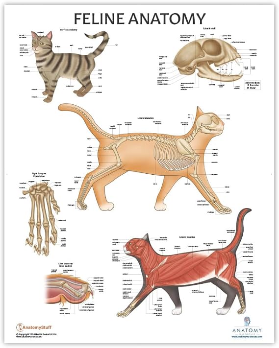 Anatomy Lab Feline Anatomy Poster, 17.3 x 22.5 Inches | Anatomical Chart for Education Learning and Students Educational Cat Anatomy Model