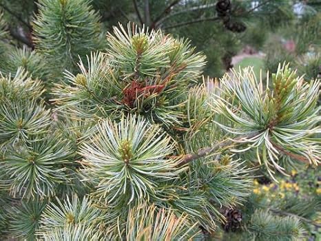 Venus Japanese White Pine 1 - Year Graft