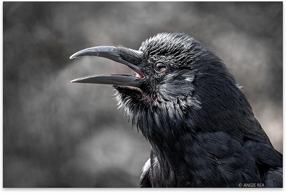 Crow Fine Art Photography Print, Cawing Crow, Bird Home and Office Decor, Black Shiny Feathers.