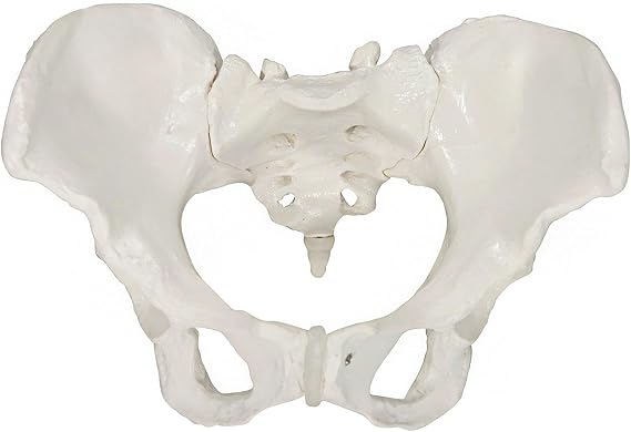Male Pelvic Skeleton Model, Life-Size Male Pelvic Model, Hip Model Male Anatomy Model, Anatomical Medical Model for Scientific Education, Study Anatomical Features
