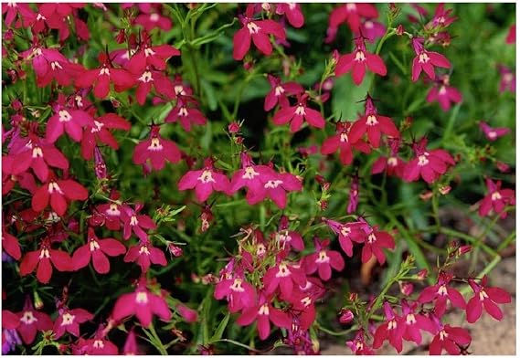 Premier Seeds Direct -trailing Lobelia Cascade Red - 0.4 Gram ~ Approx 12,000 Flower Seeds