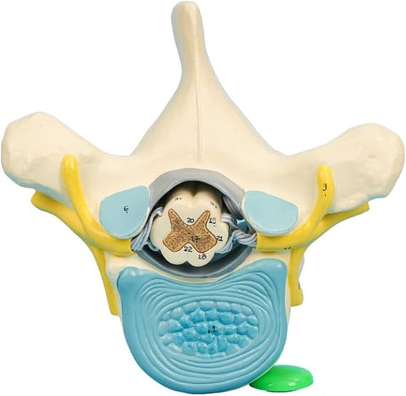 Thoracic Spine Model - Human Skeleton Spine Model - Thoracic Spine with Spinal Cord and Spinal Nerve Magnification Model for School Supplies